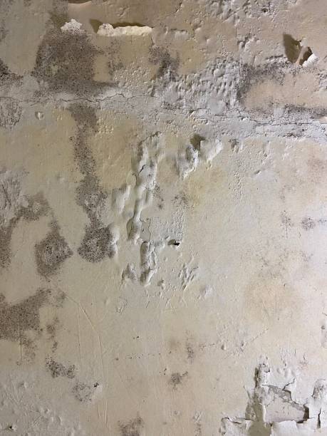 Best Mold Damage Repair  in East Quogue, NY