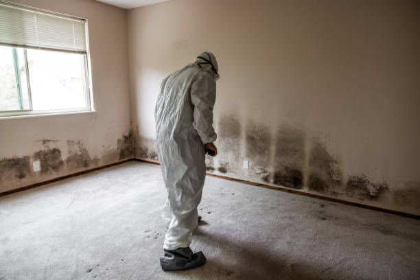 Best Commercial Mold Removal  in East Quogue, NY