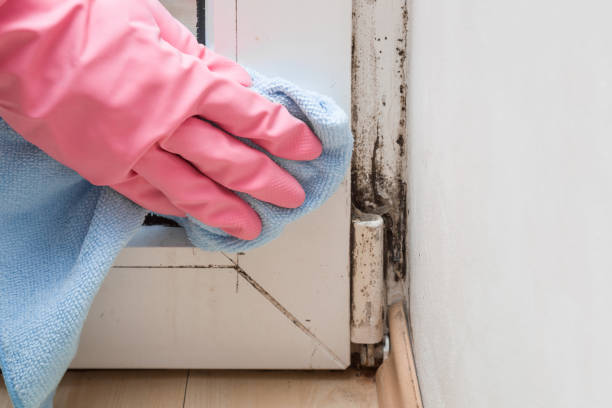 Mold Removal and Inspection in East Quogue, NY
