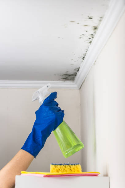 Best Mold Testing and Removal  in East Quogue, NY